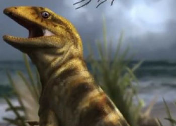 Encuentran a la lagartija de 75 millones de años más antigua