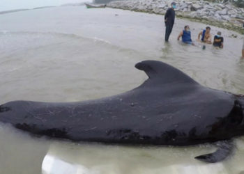 Una ballena muere en Tailandia después de comer más de 80 bolsas de plástico