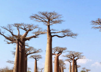 En Sudáfrica colapsan árboles de miles de años de antigüedad