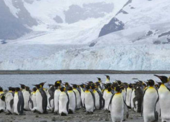 La colonia de pingüinos rey más grande del planeta disminuye casi un 90 por ciento