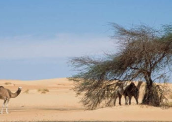 Científicos pueden haber encontrado una manera de traer lluvia y vegetación al desierto del Sahara
