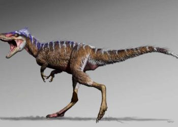 Pequeño T-rex podría proporcionar eslabón perdido sobre evolución de dinosaurios