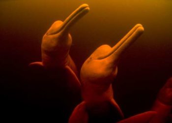 Delfines del Canal de la Mancha albergan un “cóctel tóxico” alertaron científicos el jueves