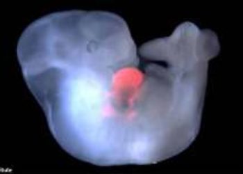 El primer embrión híbrido humano-mono del mundo en un laboratorio en China