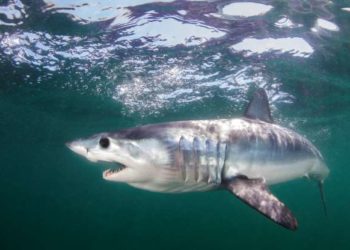Países acuerdan proteger a  especies de tiburones en riesgo de extinción