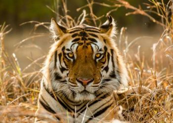 Más de la mitad de los tigres rescatados de un templo en Tailandia  han muerto