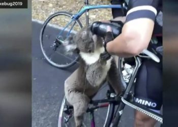 Se teme que miles de koalas hayan muerto en una zona devastada por incendios al norte de Sydney