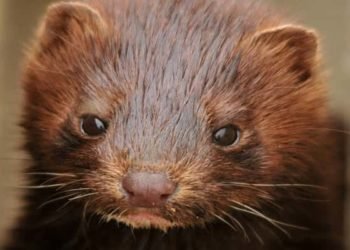 Dinamarca sacrificará hasta 17 millones de visones ante el temor al coronavirus