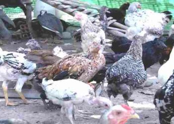Preocupante muerte de una niña por gripe aviar en Camboya