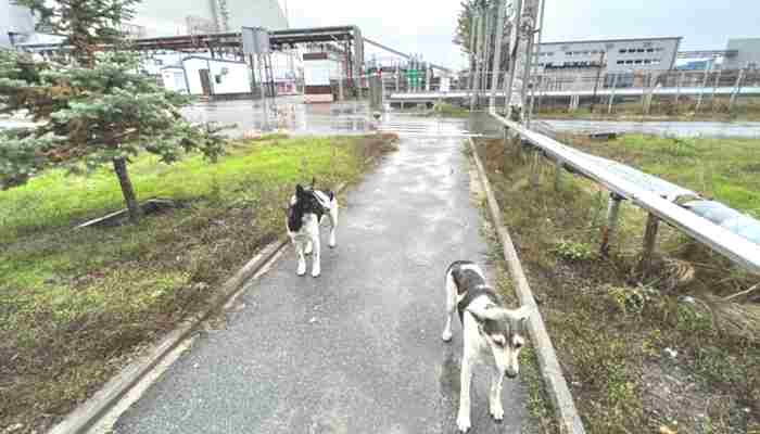 Científicos estudian la genética de los perros de Chernóbil