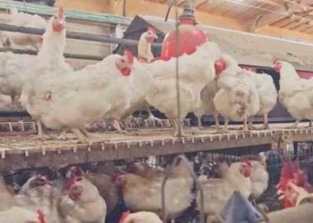 Brasil declara emergencia de seis meses tras reportes de gripe aviar
