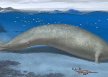 Antigua especie de ballena, Perucetus colossus, reescribe los libros de historia con su enorme tamaño