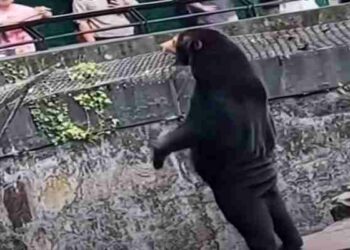 Zoológico en China niega que sus osos malayos sean humanos disfrazados