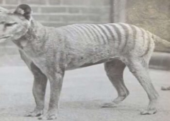 Científicos descubren los secretos genéticos del extinto tigre de Tasmania