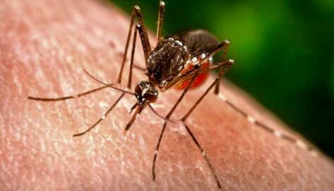 Los casos de dengue en América Latina alcanzan niveles de emergencia de salud pública