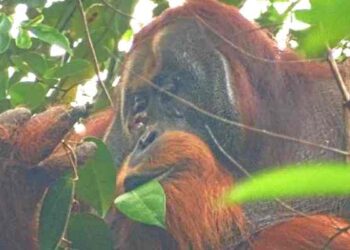 Orangután Rakus, ¿un médico en la selva tropical de Indonesia?