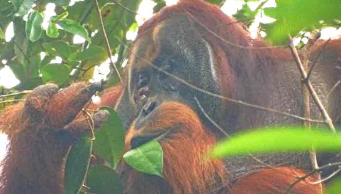 Orangután Rakus, ¿un médico en la selva tropical de Indonesia?