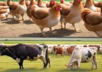 Un virus en movimiento: la influenza aviar se propaga por continentes y especies