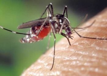 Massachusetts se enfrenta a un virus raro pero mortal transmitido por mosquitos: encefalitis equina del este