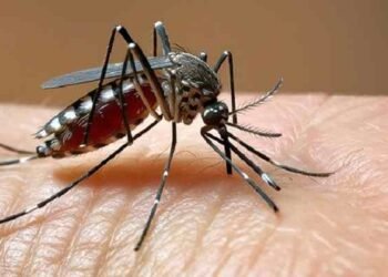 ¿Qué es el chikungunya, el virus que se propaga actualmente en el sur de China?